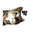 猫のみぃ君（個別スタンプ：1）