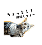 猫のみぃ君（個別スタンプ：2）