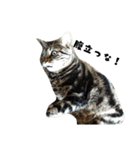 猫のみぃ君（個別スタンプ：3）