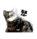 猫のみぃ君（個別スタンプ：4）