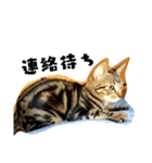 猫のみぃ君（個別スタンプ：5）