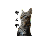 猫のみぃ君（個別スタンプ：6）