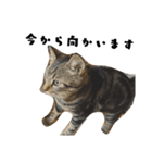 猫のみぃ君（個別スタンプ：7）