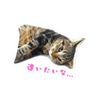 猫のみぃ君（個別スタンプ：8）