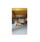 シェリーのブサカワスタンプ（個別スタンプ：7）