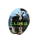 animalkz（個別スタンプ：1）