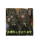 animalkz（個別スタンプ：5）