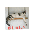 animalkz（個別スタンプ：6）