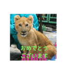 animalkz（個別スタンプ：7）