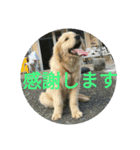 animalkz（個別スタンプ：8）
