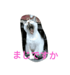 animalkz（個別スタンプ：11）