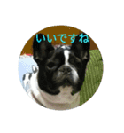 animalkz（個別スタンプ：12）