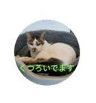 animalkz（個別スタンプ：13）