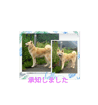 animalkz（個別スタンプ：16）