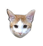 Loco Actの猫スタンプ第1弾（個別スタンプ：4）