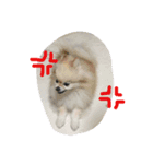 ポメラニアンさま（個別スタンプ：2）