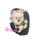 ポメラニアンさま（個別スタンプ：4）