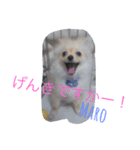 ポメラニアンさま（個別スタンプ：6）