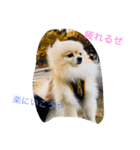ポメラニアンさま（個別スタンプ：7）