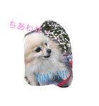 ポメラニアンさま（個別スタンプ：8）