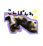 三毛猫キティちゃん♡写真スタンプ（個別スタンプ：3）