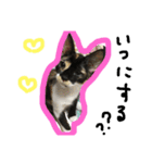 三毛猫キティちゃん♡写真スタンプ（個別スタンプ：7）