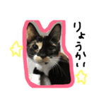 三毛猫キティちゃん♡写真スタンプ（個別スタンプ：9）