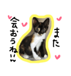 三毛猫キティちゃん♡写真スタンプ（個別スタンプ：12）