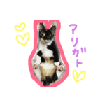 三毛猫キティちゃん♡写真スタンプ（個別スタンプ：13）