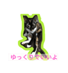 三毛猫キティちゃん♡写真スタンプ（個別スタンプ：15）
