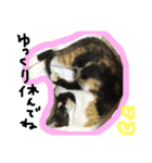三毛猫キティちゃん♡写真スタンプ（個別スタンプ：16）