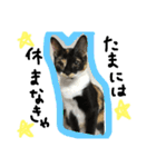 三毛猫キティちゃん♡写真スタンプ（個別スタンプ：18）