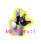 三毛猫キティちゃん♡写真スタンプ（個別スタンプ：22）