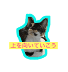 三毛猫キティちゃん♡写真スタンプ（個別スタンプ：23）