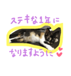 三毛猫キティちゃん♡写真スタンプ（個別スタンプ：26）