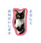 三毛猫キティちゃん♡写真スタンプ（個別スタンプ：28）