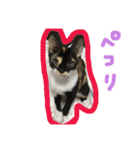 三毛猫キティちゃん♡写真スタンプ（個別スタンプ：30）