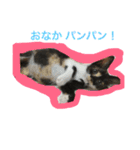 三毛猫キティちゃん♡写真スタンプ（個別スタンプ：34）