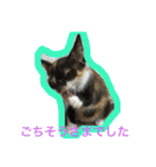 三毛猫キティちゃん♡写真スタンプ（個別スタンプ：35）