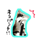三毛猫キティちゃん♡写真スタンプ（個別スタンプ：37）