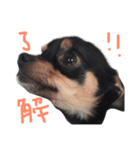 とらとアロ（個別スタンプ：12）