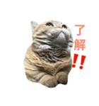 短足にゃんこモコのスタンプ（個別スタンプ：4）