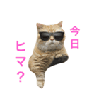 短足にゃんこモコのスタンプ（個別スタンプ：5）