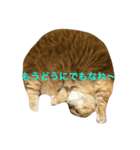 短足にゃんこモコのスタンプ（個別スタンプ：8）