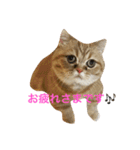 短足にゃんこモコのスタンプ（個別スタンプ：10）