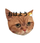 短足にゃんこモコのスタンプ（個別スタンプ：11）