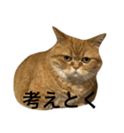 短足にゃんこモコのスタンプ（個別スタンプ：16）