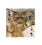 仲良し猫家族2（個別スタンプ：1）