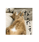 仲良し猫家族2（個別スタンプ：4）