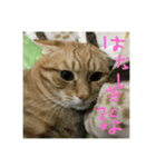 仲良し猫家族2（個別スタンプ：6）